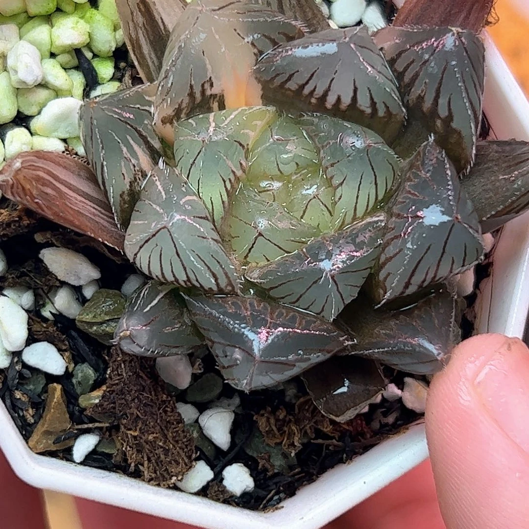 特大赤线锦十二卷多肉
