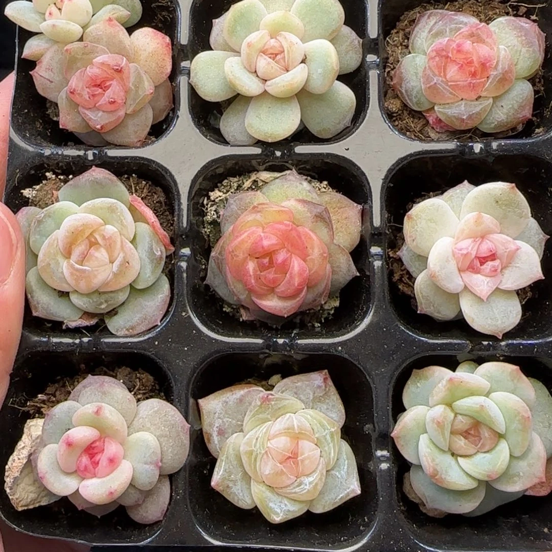 一****【满29包邮非偏远】546九棵混搭