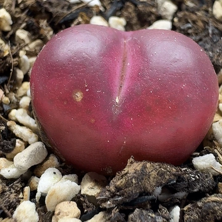 老马生石花2.1吕红1930