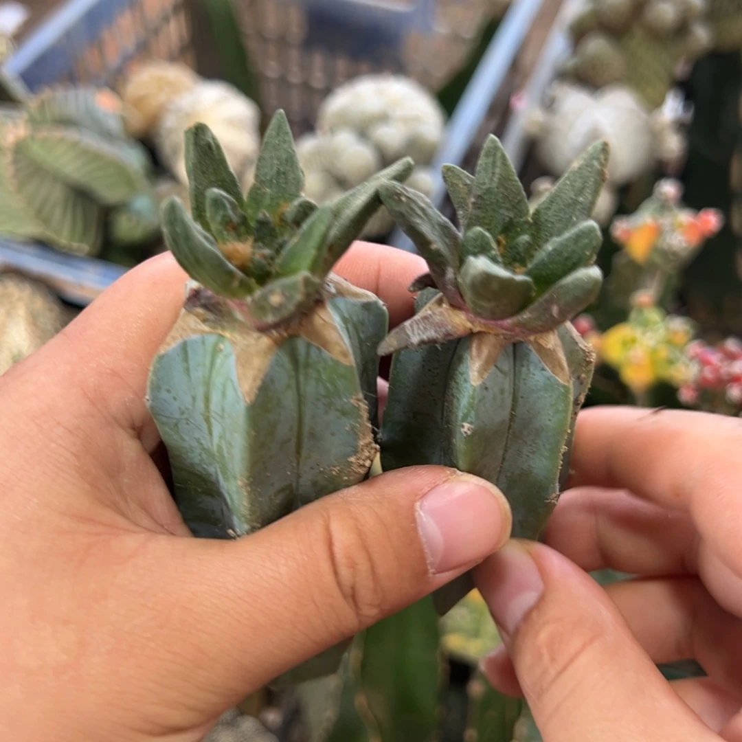 一个龙角牡丹仙人球