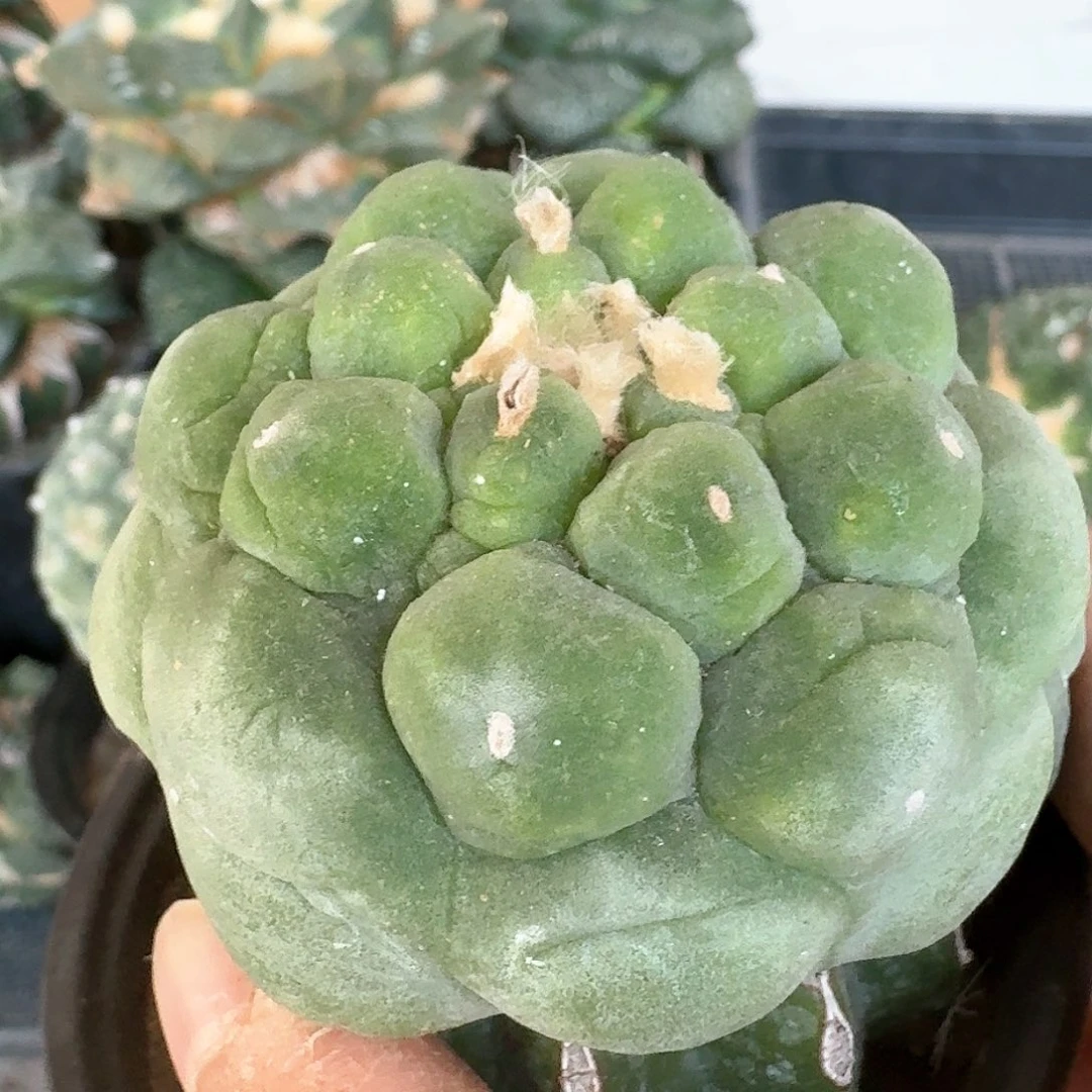 【闪购商品】无花朵毛***肉大尤鲜678