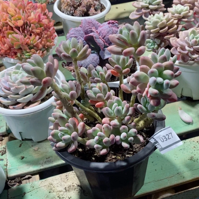 【闪购商品】苹果奶0327