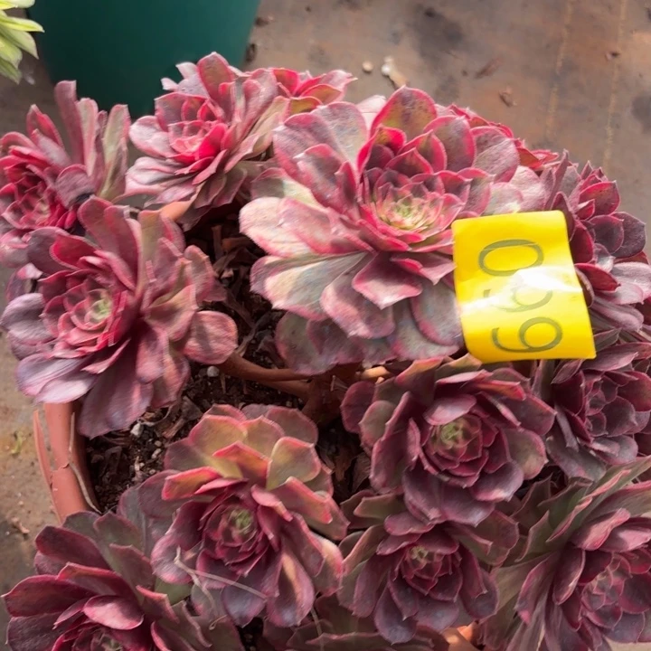 哈哈负责人的福利099