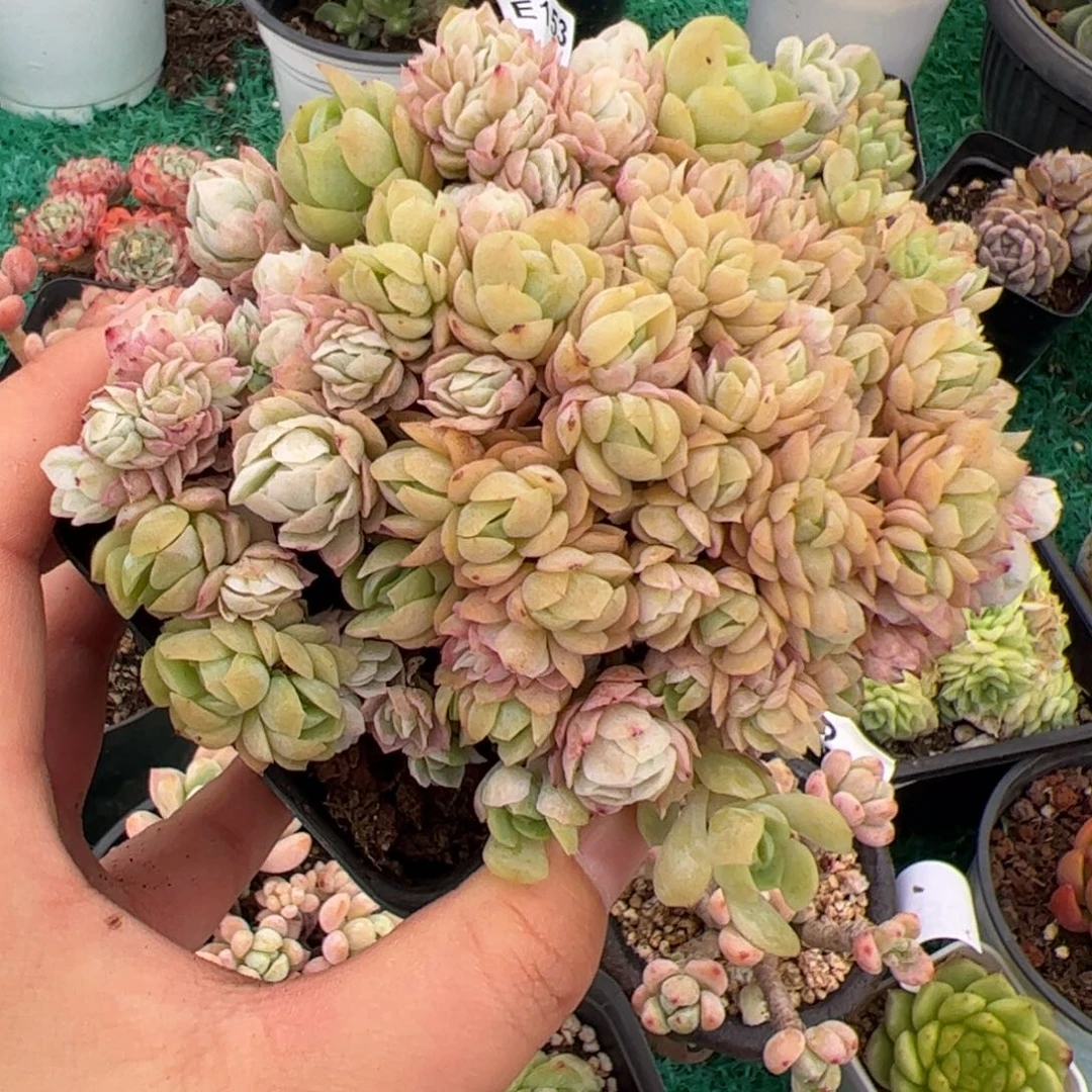 283 满38元包邮非偏远