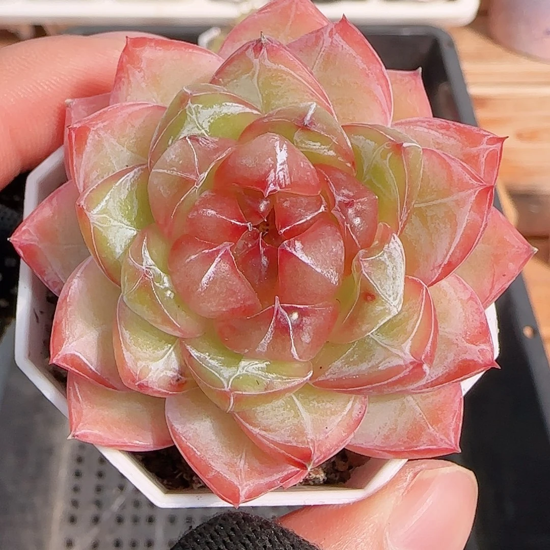 多肉1028--345珍妮钻石