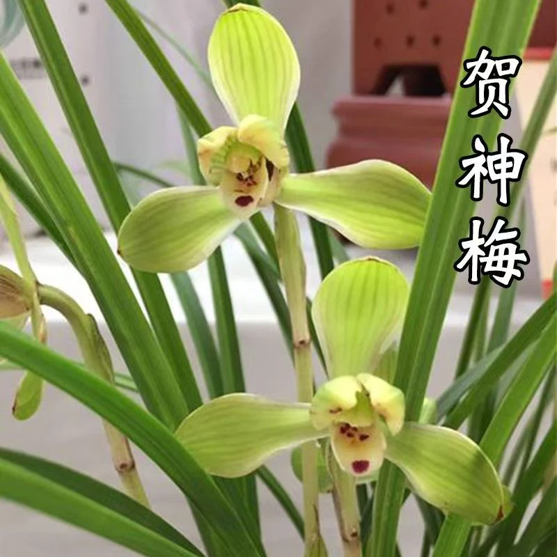 春兰老八种贺神梅 建兰墨兰寒兰 办公室客厅基地直发