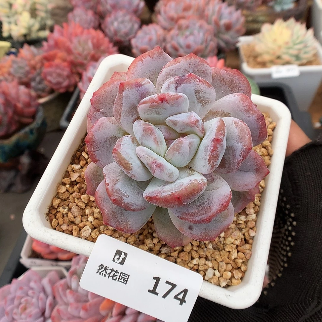 174梦露石化多肉植物6666
