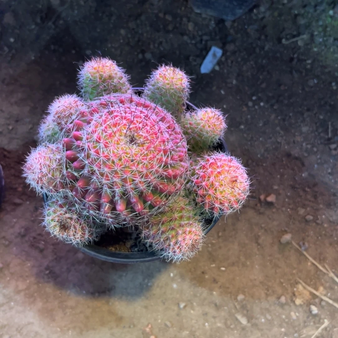 完***美哈哈哈哈哈哈哈哈哈哈哈哈