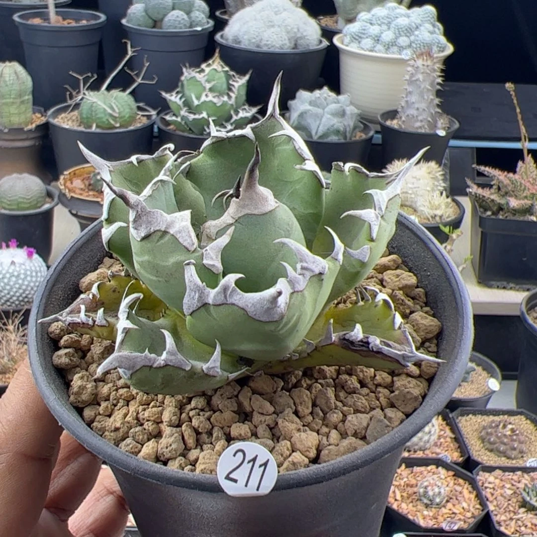 姬仁王冠一物一拍211