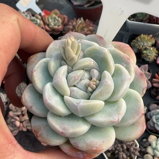 265冰玉多肉植物多