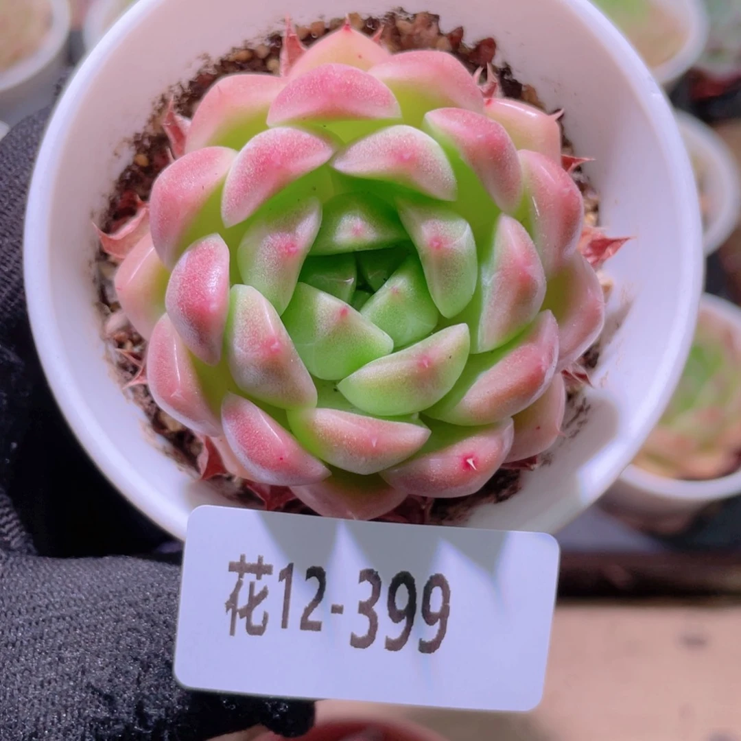 花利美12-399麦秆