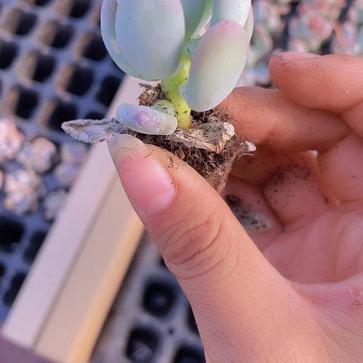 82精品苹果奶2颗一组