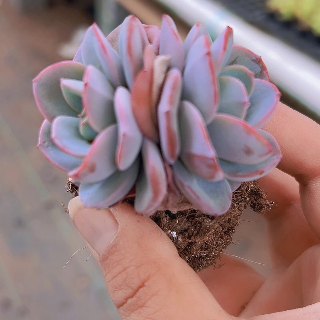 布鲁兰19包邮多肉植物