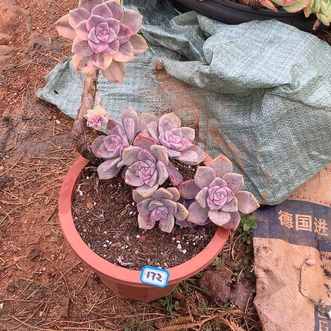 172 紫乐锦一物一拍