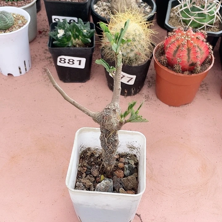 661沙漠苏木块根植物