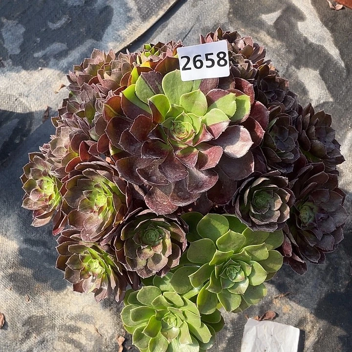 黑骑士2658号多肉植物