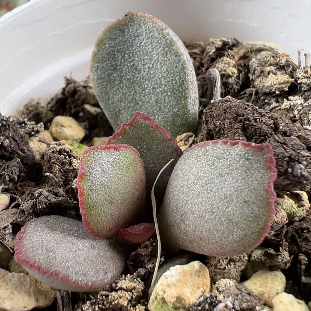 w红色围边实生新品多肉植物