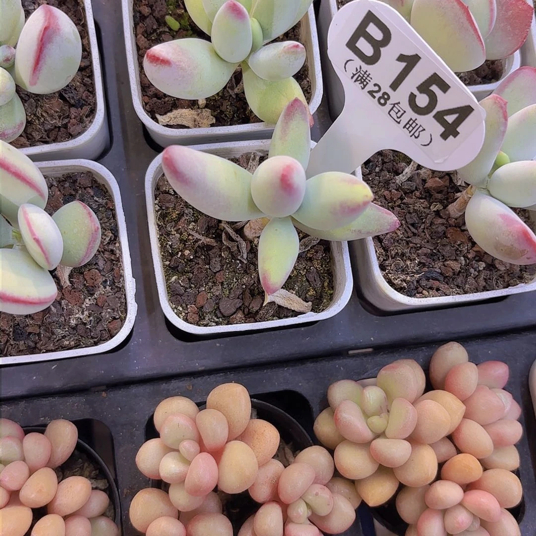 B154白娘子一物一拍