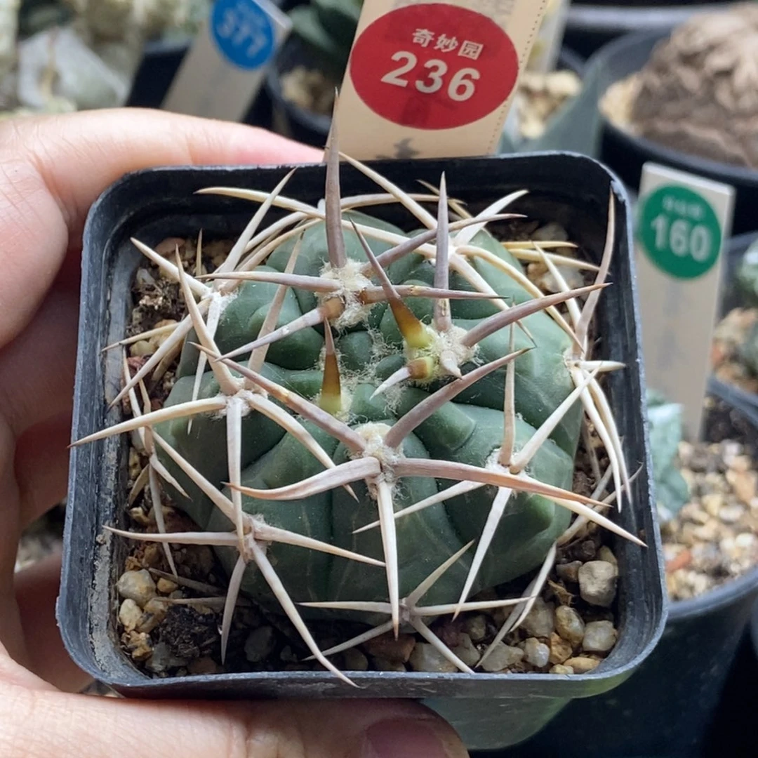 实生五十铃玉豪刺碧岩玉5.5cm