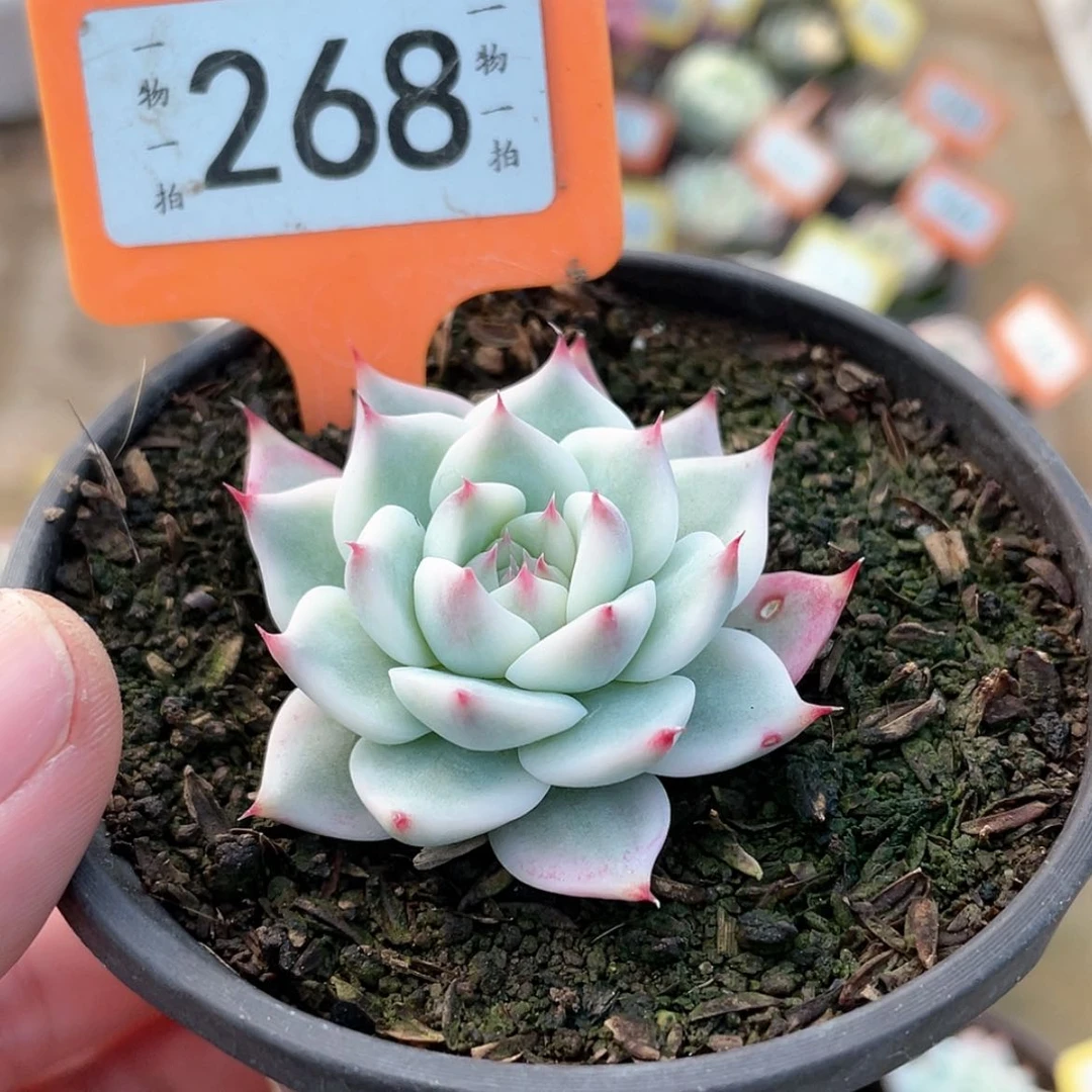 【闪购商品】268号