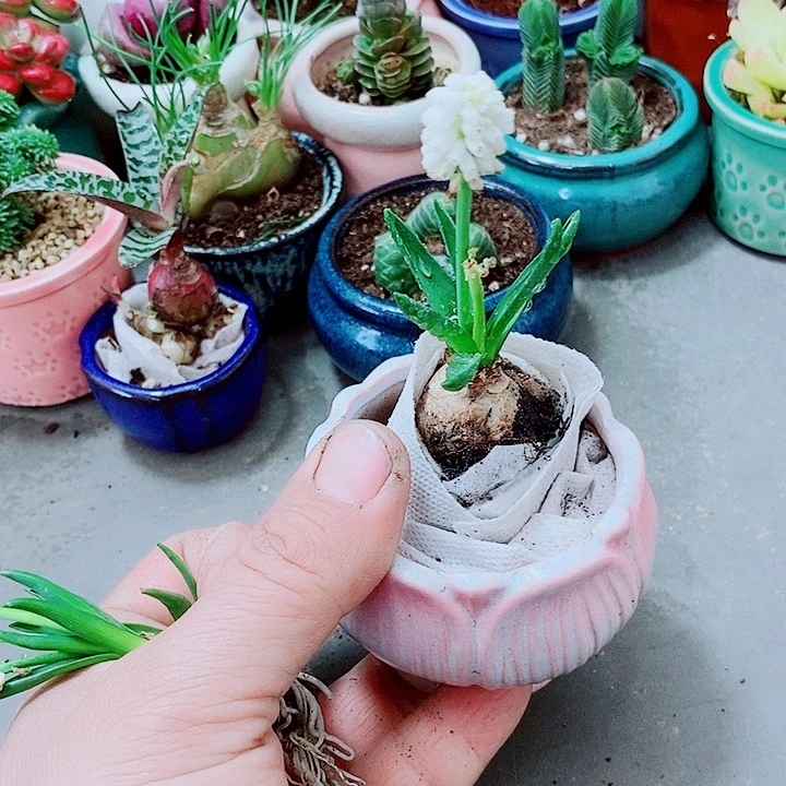 风影子多肉11111111