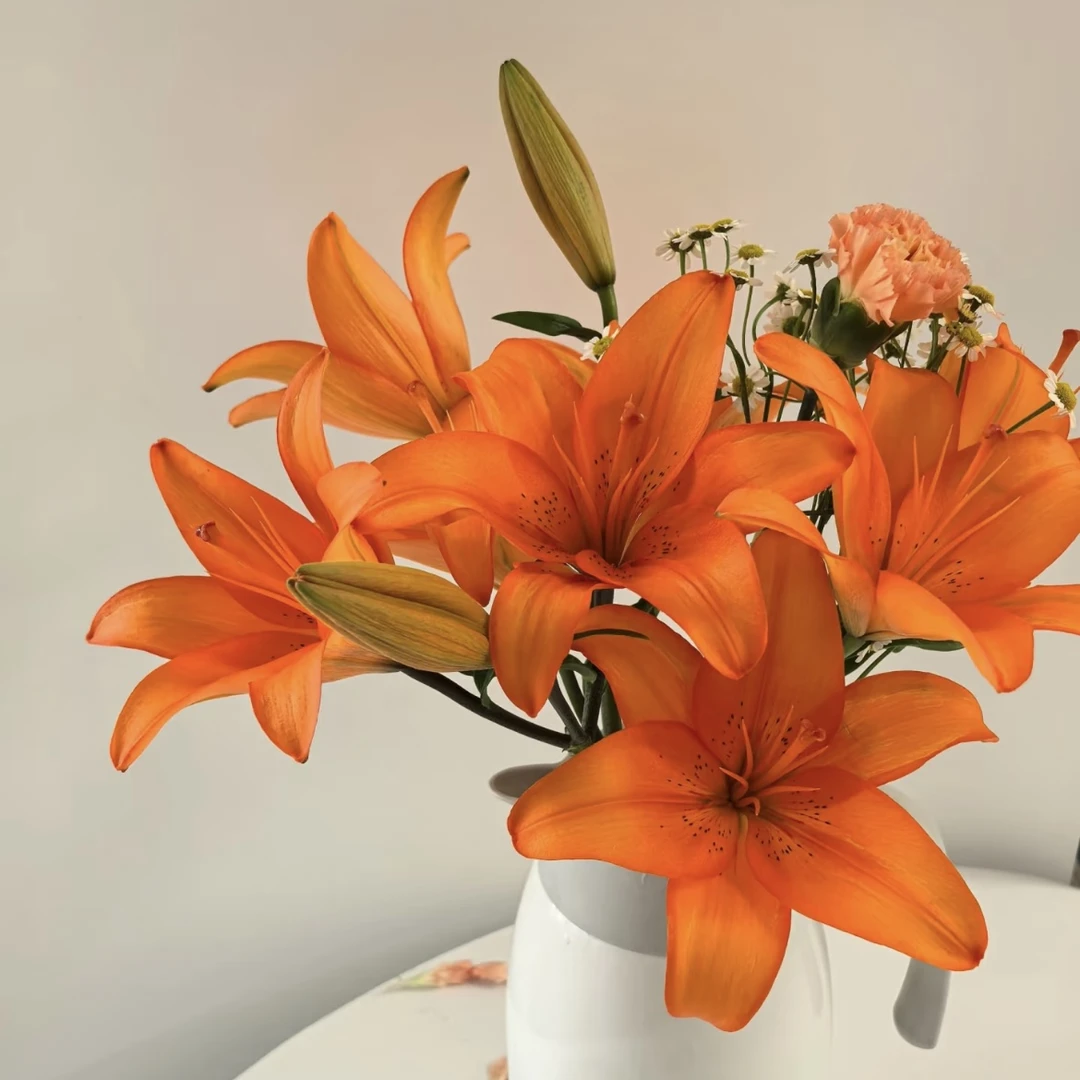 【探花甄选】橙色梦想亚百合百合 云南基地直发新鲜 两单起发 斗