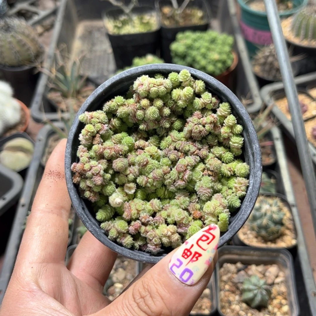 F****）24148一物一拍单头发货