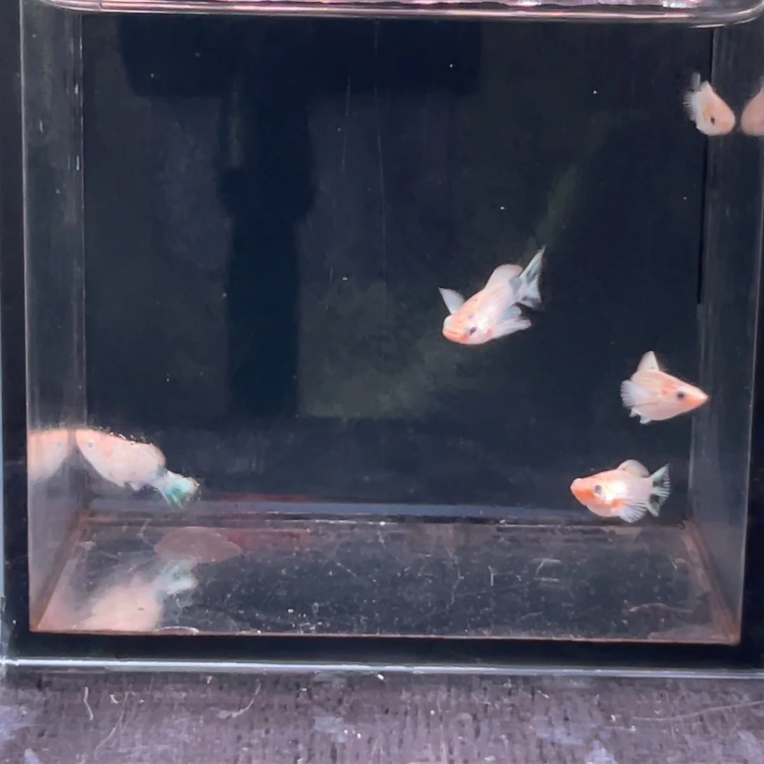 孔雀鱼皮卡丘苗子5条
