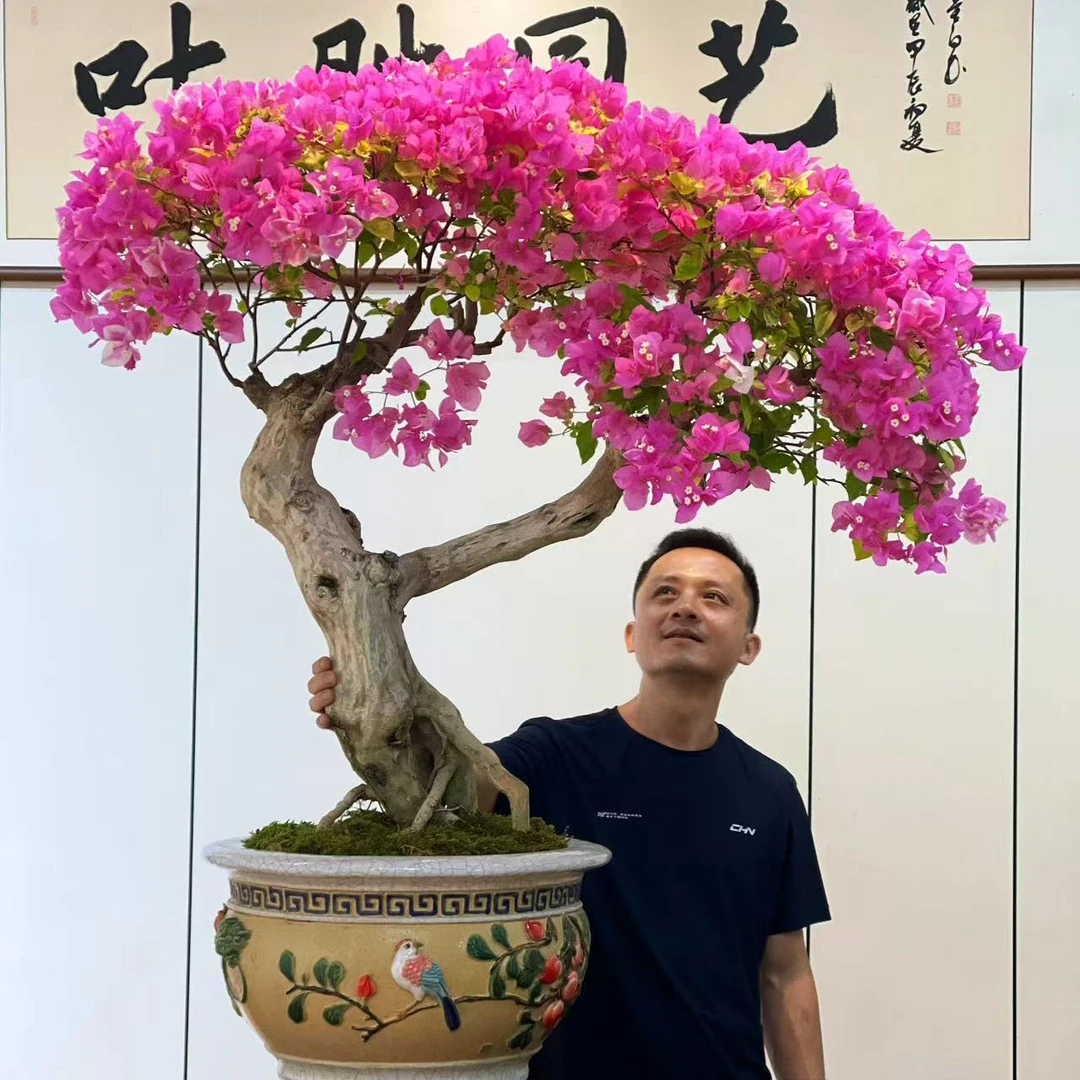 【叶胜园艺】精品漳红樱老桩三角梅盆景