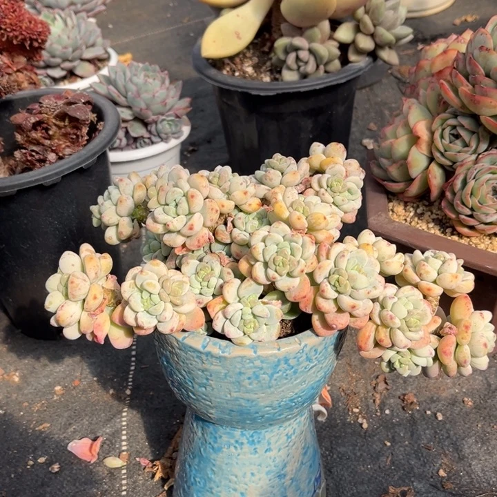 劳尔多肉植物686