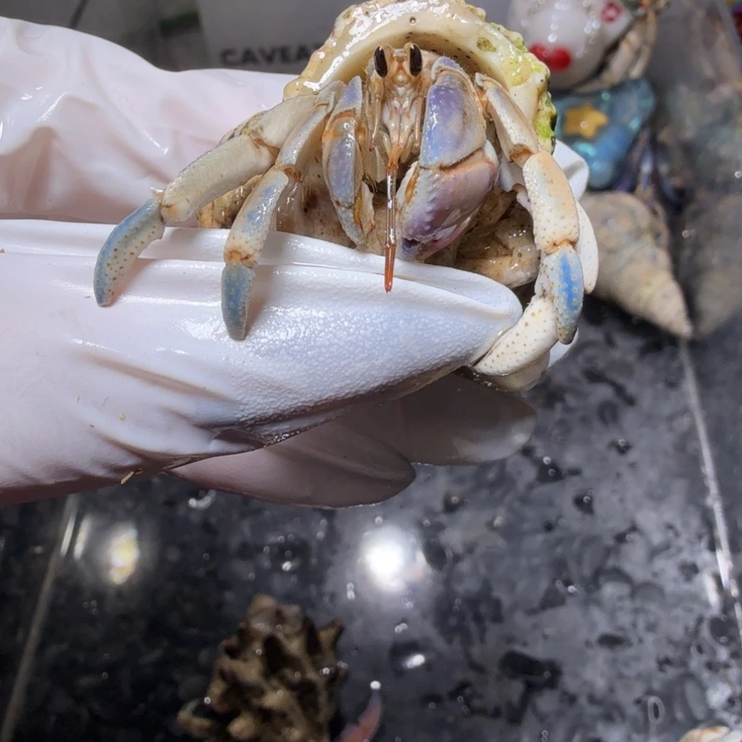 1.9口淡色蓝白粉。
