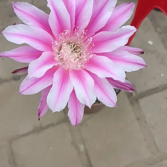 三***柳仙人掌彩草A068脱土摘花发货