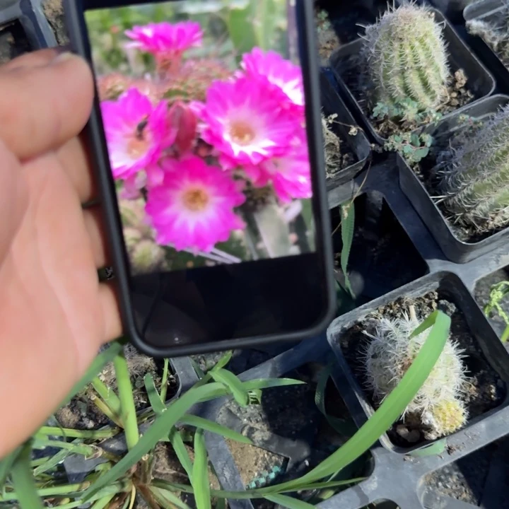 矮胖白檀苏珊娜单颗带跟