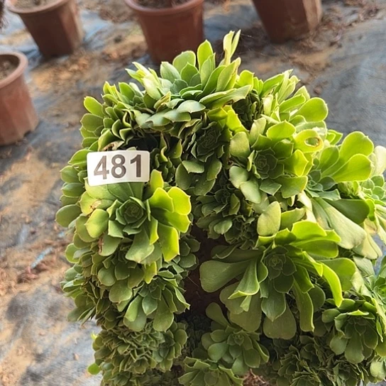 油***姐多肉植物一个玫瑰481