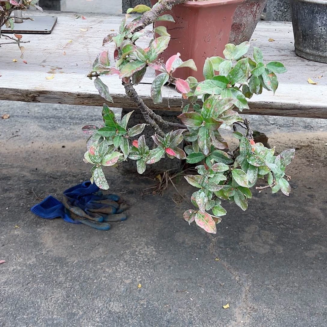 当前无花朵，栽培后可花朵