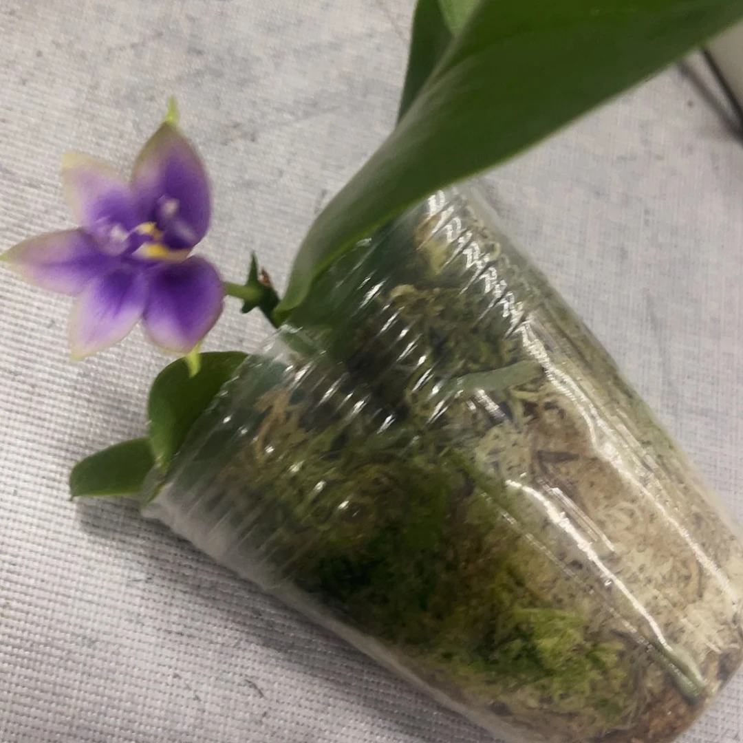 当前无花栽培后可以开花紫*蝴蝶兰硬地狗