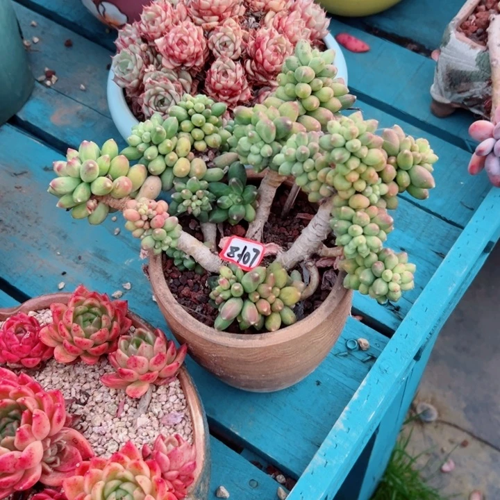 雪**珑精品多肉植物老桩