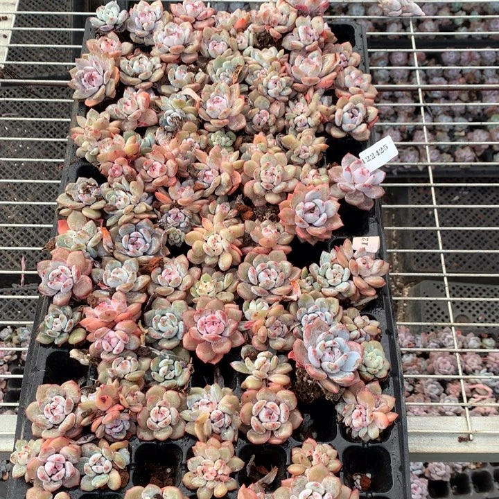 蓝***儿122425嗯嗯嗯嗯嗯嗯好喜欢