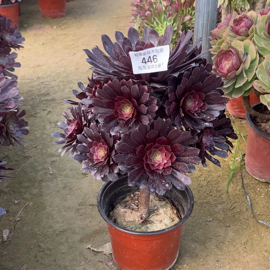 446黑铜壶多肉植物法师