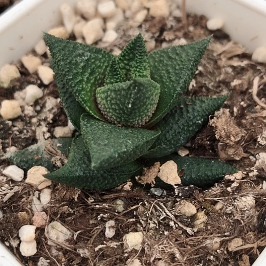 木立龙鳞硬叶多肉
