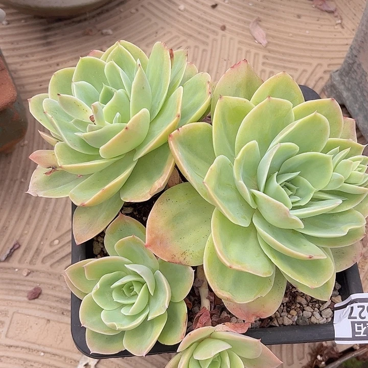 星纳塔2627多肉植物