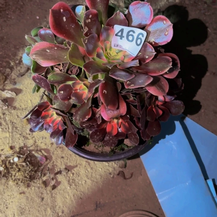 466香妃多肉植物不售后