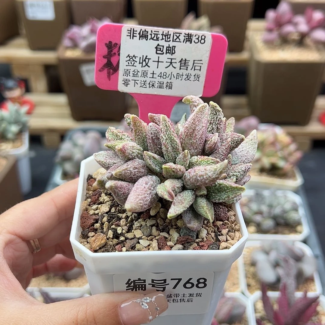 768七彩仙女多肉植物