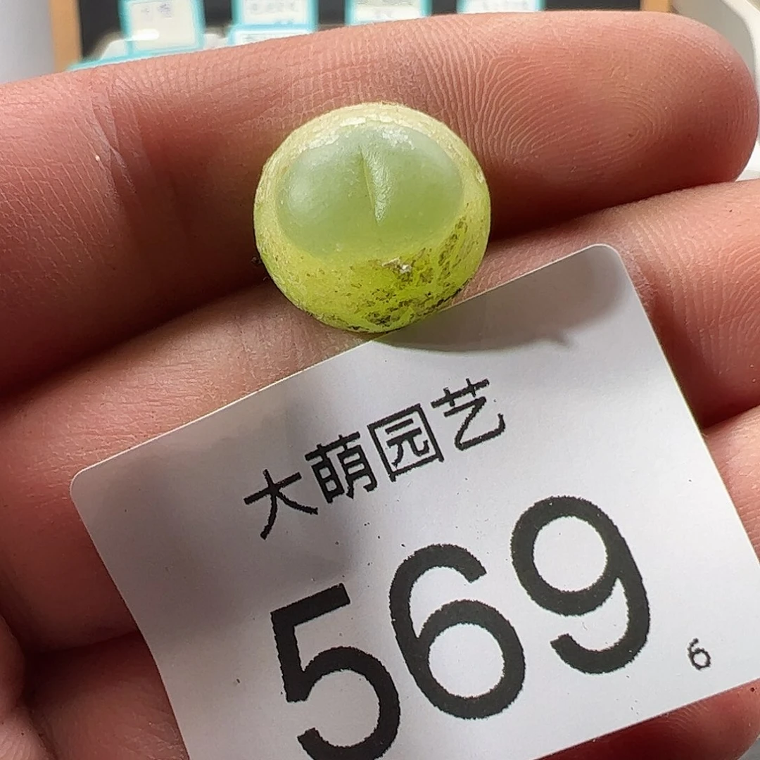 0000569 一物一拍……