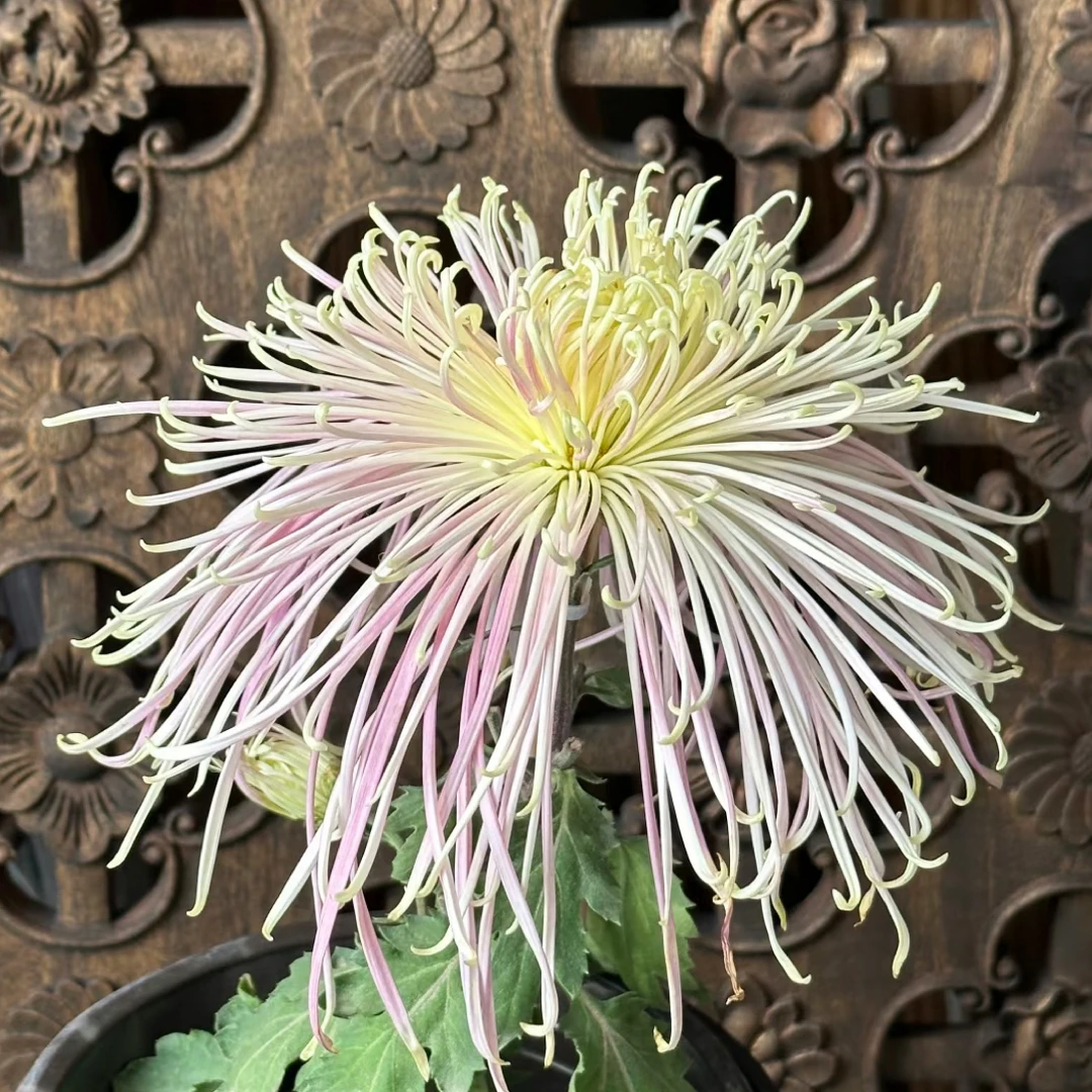 【盘龙星雨】九月大菊 超大花型 少量珍品稀有 新手好养