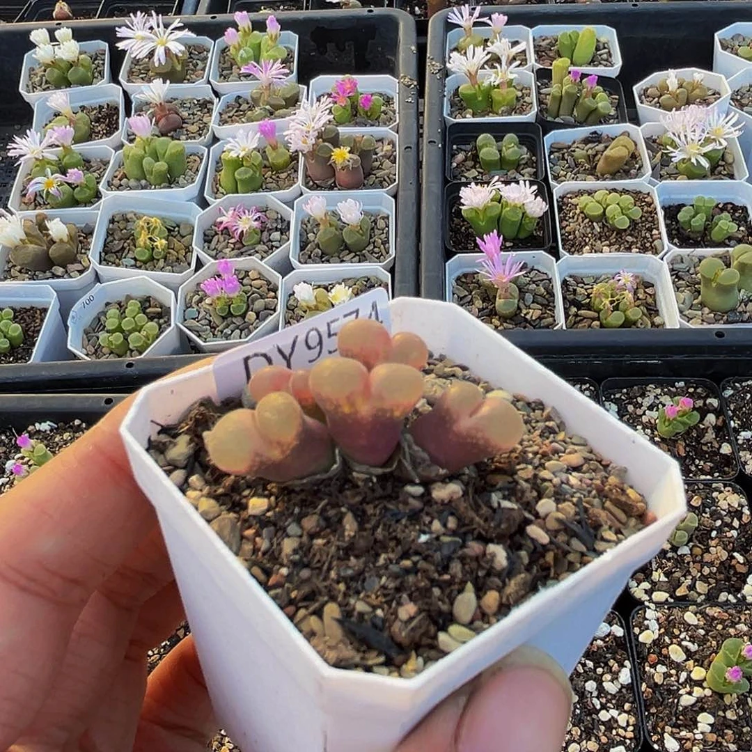 18包邮一物一拍磁铁9574