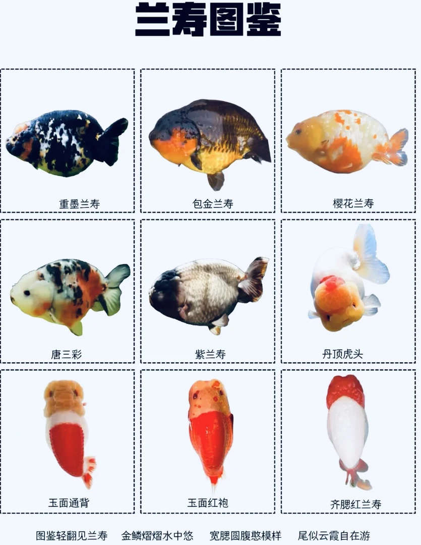 二类精品好兰寿金鱼单号单拍1号-100号链接