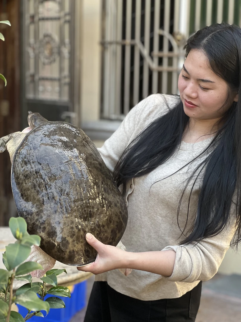 (顺丰包邮)18斤特大水库甲鱼甲鱼鲜活甲鱼火锅煲汤红烧老鳖