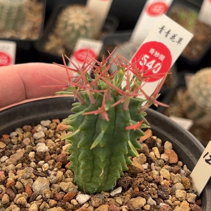 实生红刺群星冠一棵仙人球