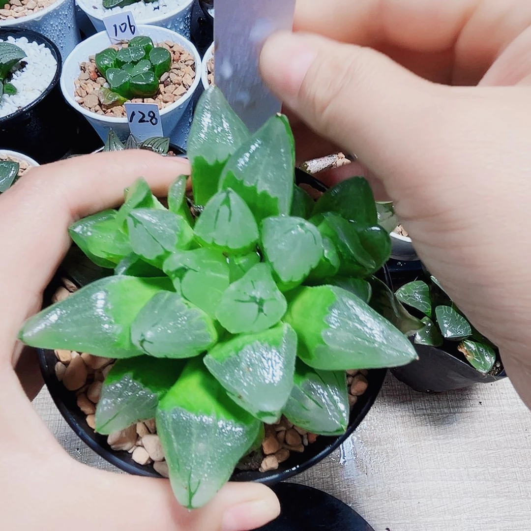隔***雪冰城寿多肉植物666
